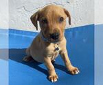 Small #3 Labrador Retriever Mix