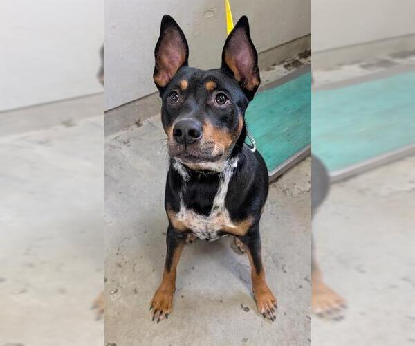 Medium Photo #1 Mutt Puppy For Sale in Camarillo, CA, USA