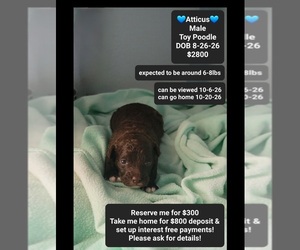 Poodle (Toy) Puppy for sale in TUCSON, AZ, USA