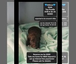 Image preview for Ad Listing. Nickname: Atticus