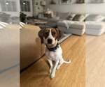 Small #1 Treeing Walker Coonhound