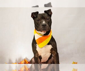 American Staffordshire Terrier Dogs for adoption in Sanford, FL, USA