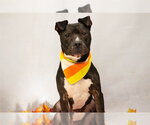 GONTA - Male American Staffordshire Terrier Dog for Adoption - Small photo