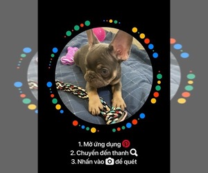 French Bulldog Puppy for sale in HOUSTON, TX, USA
