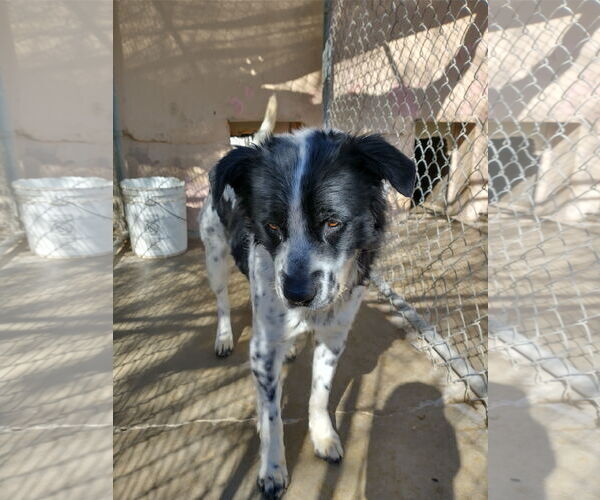 Medium Photo #10 Border Collie-Unknown Mix Puppy For Sale in Apple Valley, CA, USA