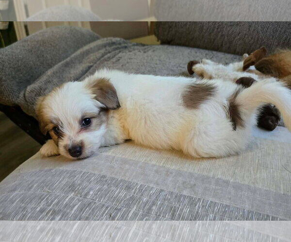 Medium Photo #2 Cairn Terrier-Unknown Mix Puppy For Sale in Oakhurst, NJ, USA