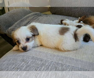 Andie - The A litter - Female Cairn Terrier-Unknown Mix Dog for Adoption - Photo #2