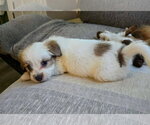 Small Photo #2 Cairn Terrier-Unknown Mix Puppy For Sale in Oakhurst, NJ, USA