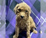Small Photo #5 Poodle (Standard) Puppy For Sale in DUNDEE, OH, USA