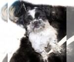 Small Photo #1 Shih Tzu Puppy For Sale in THAYER, KS, USA