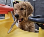 Small Photo #5 Golden Retriever Puppy For Sale in EARLHAM, IA, USA