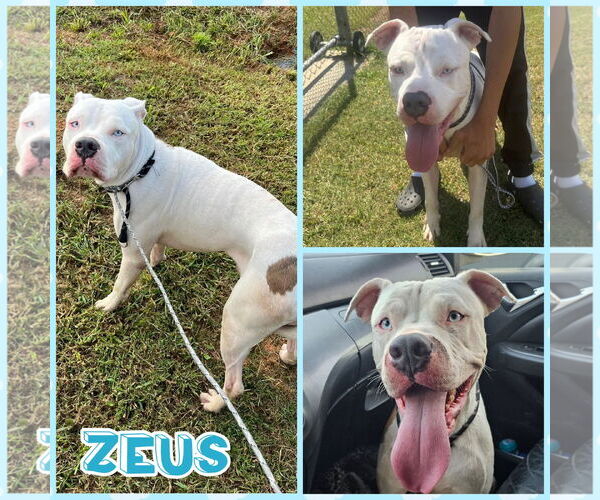 Medium Photo #1 American Bulldog-Unknown Mix Puppy For Sale in Blacksburg, SC, USA