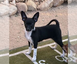 Chihuahua Dogs for adoption in Hesperia, CA, USA