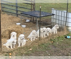 Great Pyrenees Puppy for sale in NEW CASTLE, PA, USA