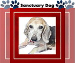 Small Beagle