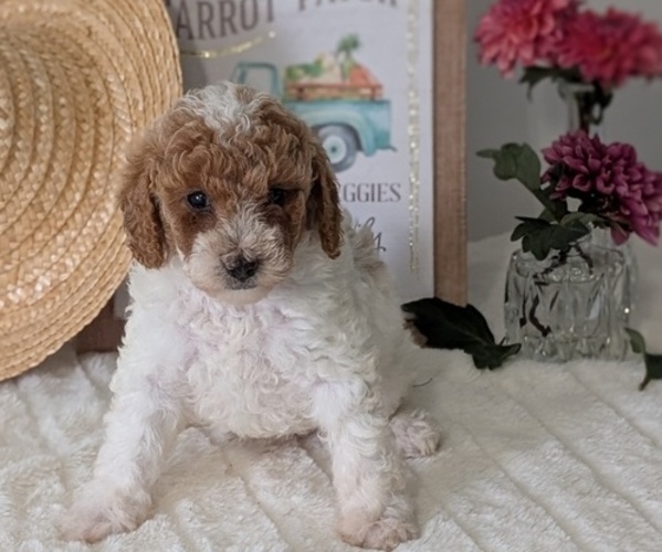 Medium Photo #43 Poodle (Miniature) Puppy For Sale in GOSHEN, IN, USA