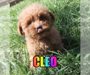 Poodle (Miniature) Puppy for sale in jasper, AR, USA