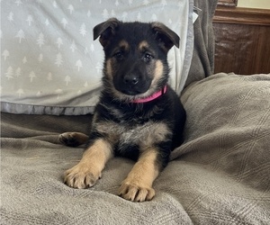 German Shepherd Dog Puppy for sale in THORP, WI, USA