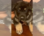 Small Photo #6 German Shepherd Dog Puppy For Sale in PLANTATION, FL, USA