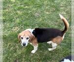 Small #6 Beagle