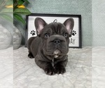 Small #3 French Bulldog