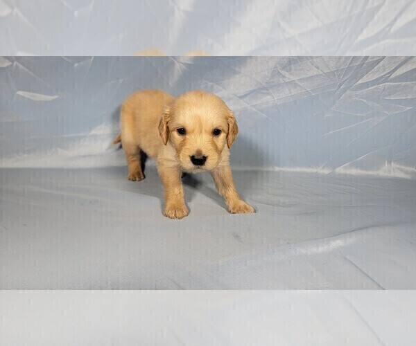 Medium Photo #4 Golden Retriever Puppy For Sale in BLACK FOREST, CO, USA