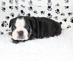 Small Photo #3 English Bulldog Puppy For Sale in COCO RIVER, FL, USA