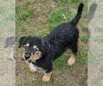 Small Photo #4 Poodle (Standard)-Unknown Mix Puppy For Sale in Clarkston, MI, USA