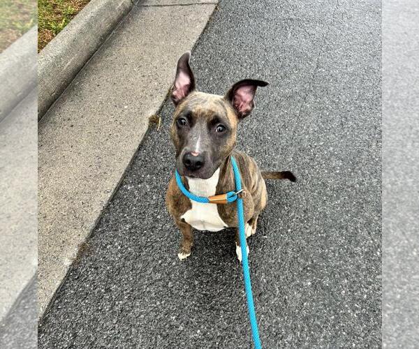 Medium Photo #1 American Staffordshire Terrier-Eurasier Mix Puppy For Sale in Front Royal, VA, USA