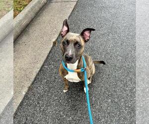American Staffordshire Terrier-Eurasier Mix Dogs for adoption in Front Royal, VA, USA