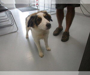 Aussie Siberian Dogs for adoption in Ocala, FL, USA