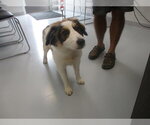 WINNIE - Female Aussie Siberian Dog for Adoption - Small photo