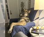 Small #2 German Shepherd Dog