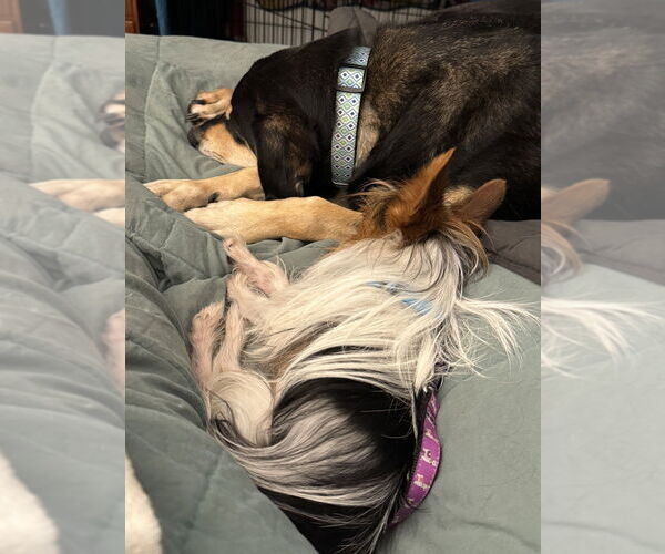 Medium Photo #4 Mutt Puppy For Sale in Oak Bluffs, MA, USA