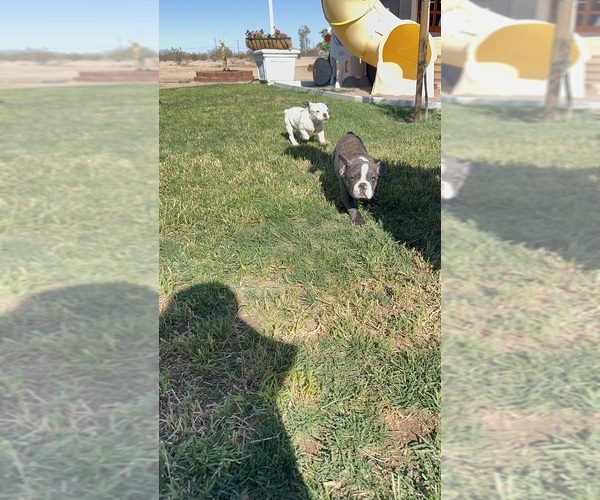 Medium Photo #7 French Bulldog Puppy For Sale in BUCKEYE, AZ, USA