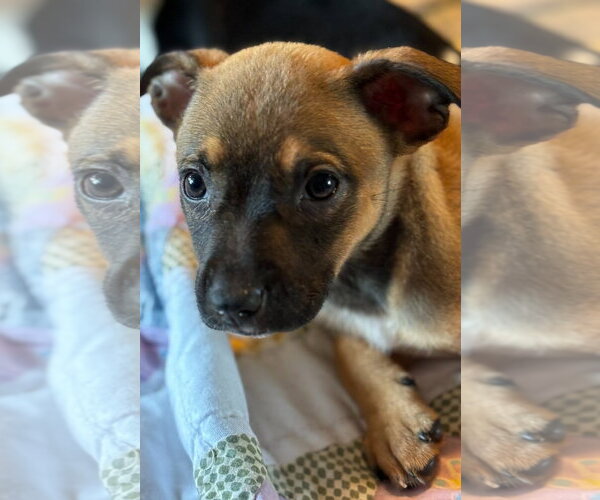 Medium Photo #2 Black Mouth Cur-Dachshund Mix Puppy For Sale in Royal Palm Beach, FL, USA