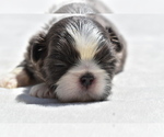 Small #3 Shih Tzu