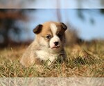 Small #7 Pembroke Welsh Corgi