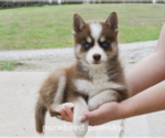 Small #4 Pomsky