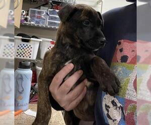 Mutt Dogs for adoption in Jackson, CA, USA