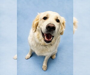 Great Pyrenees Dogs for adoption in Westminster, MD, USA