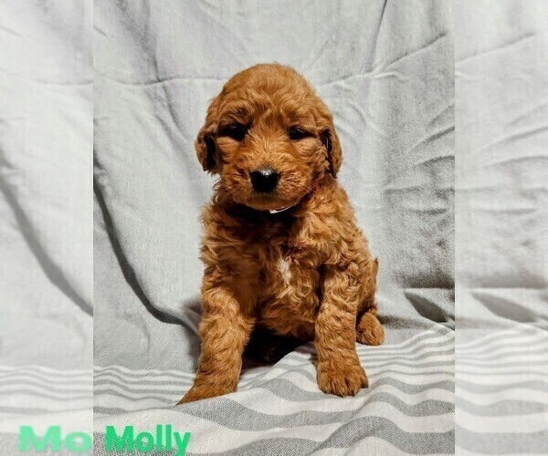 Medium Photo #2 Goldendoodle Puppy For Sale in ETNA GREEN, IN, USA