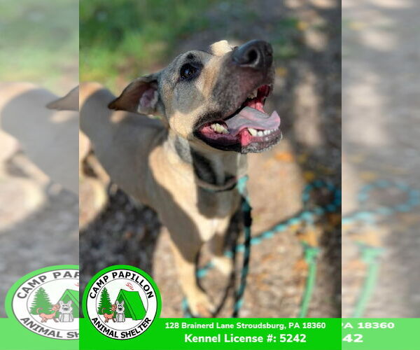 Medium Photo #8 Black Mouth Cur-Unknown Mix Puppy For Sale in Stroudsburg, PA, USA