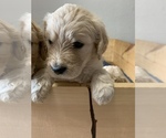 Small Photo #4 Goldendoodle Puppy For Sale in FOUNTAIN, CO, USA