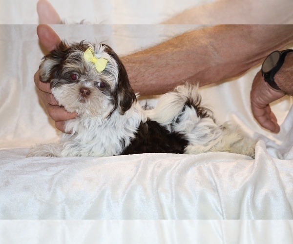 Medium Photo #22 Shih Tzu Puppy For Sale in DYERSBURG, TN, USA