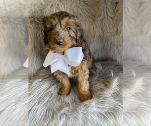 Aussiedoodle Puppy for sale in BEECH GROVE, IN, USA