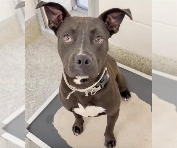 Medium Photo #3 Mutt Puppy For Sale in Houston, TX, USA