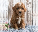 Small #3 Goldendoodle (Miniature)