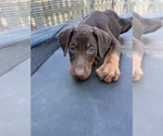 Small #26 Doberman Pinscher
