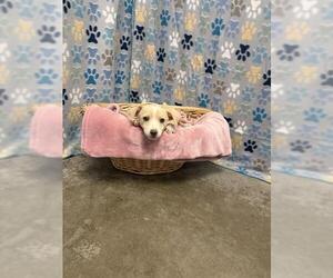 Australian Shepherd-Unknown Mix Dogs for adoption in Rosenberg, TX, USA